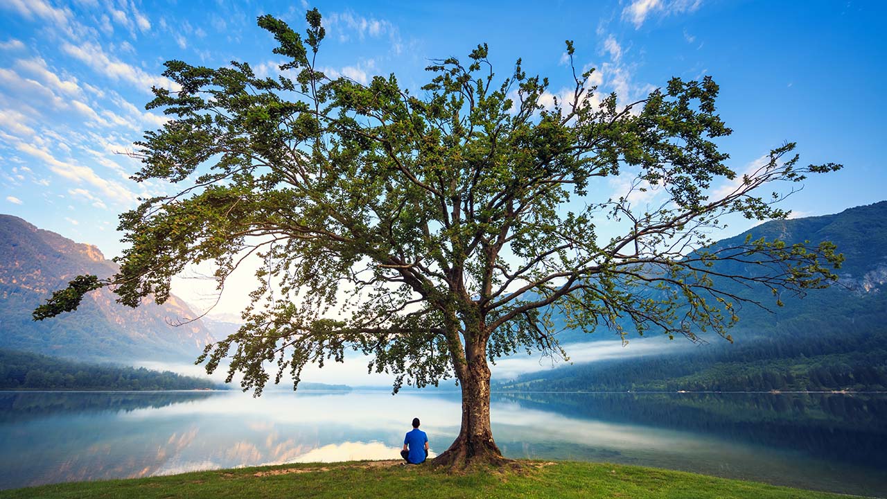 Man sitting under big single tree